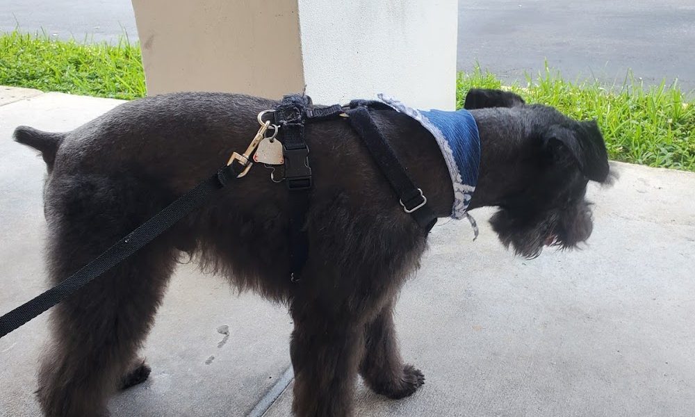 A Pet Grooming Salon