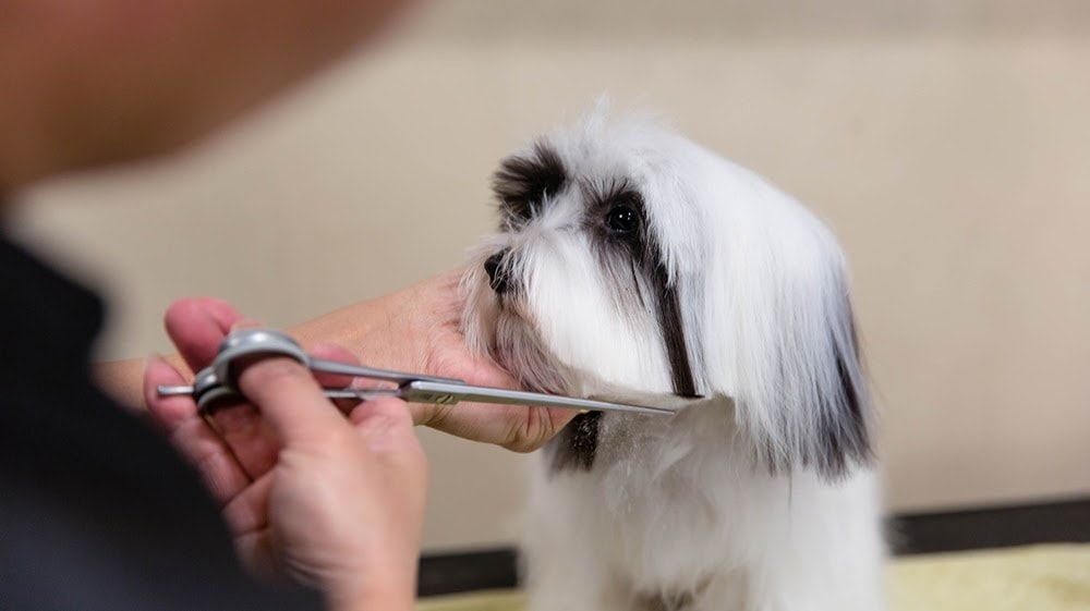 Advance Pet Grooming