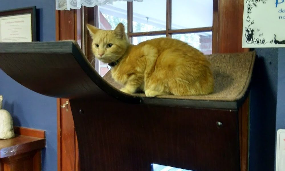 All Cats Healthcare Clinic: Patti Gordon, DVM