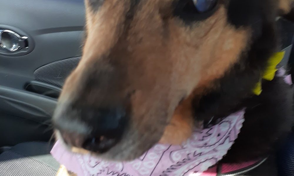 Ana’s Pet Grooming Inc