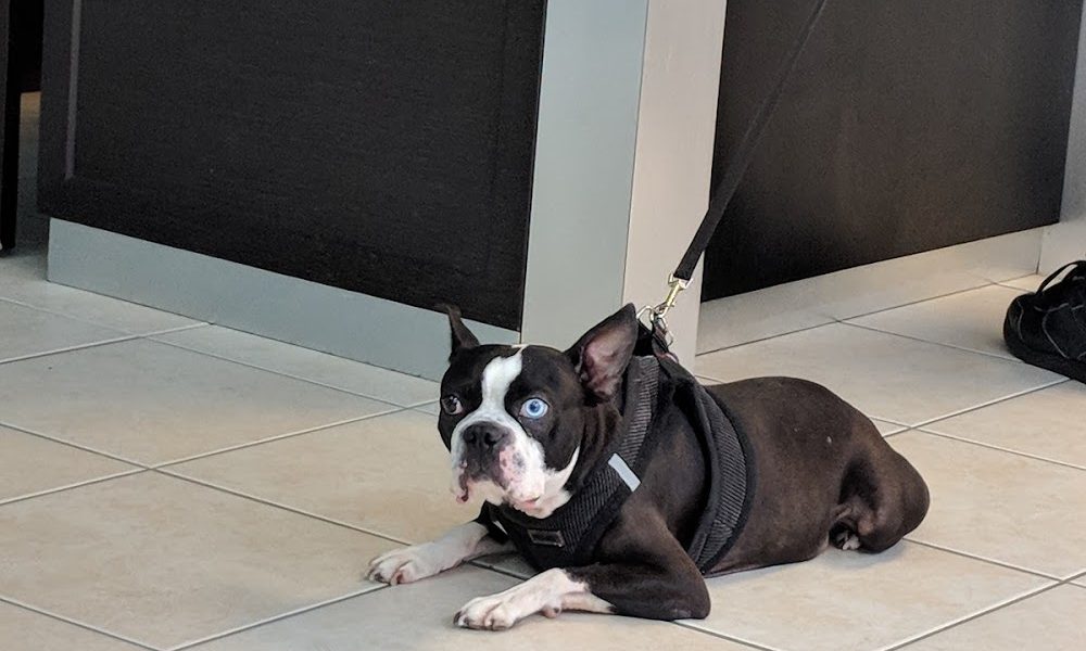 Animal Clinic of Miami Dade