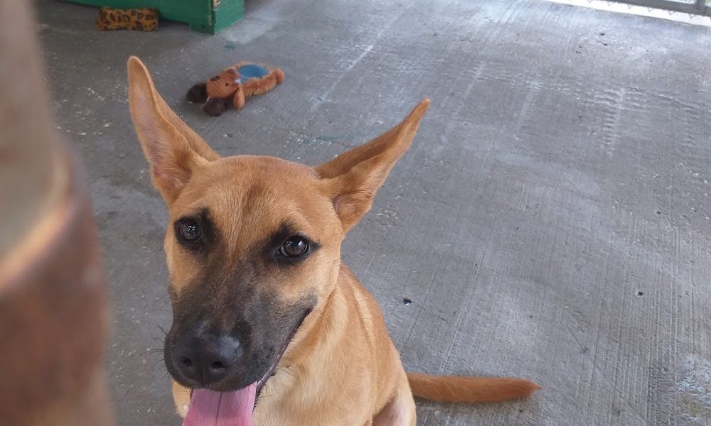 Animal Rescue of West Pasco