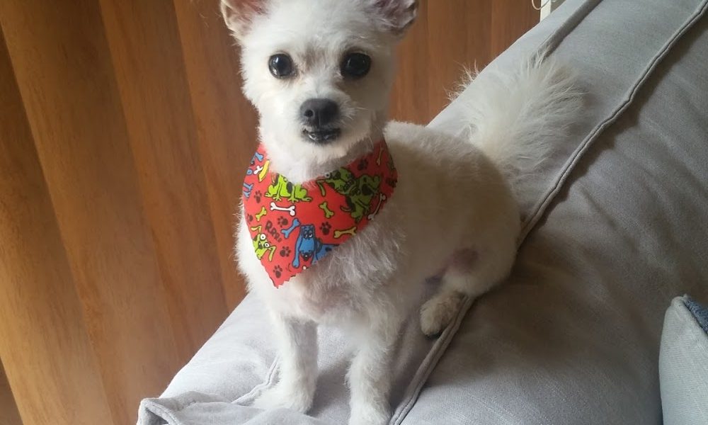 Bark Club Dog Grooming