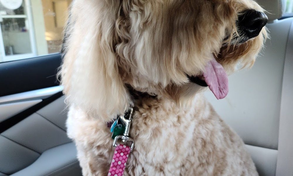 Canine Capers | Dog Groomers