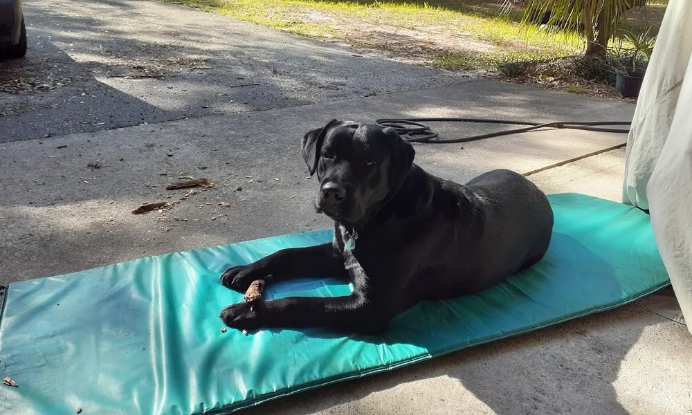 Companion Animal Clinic