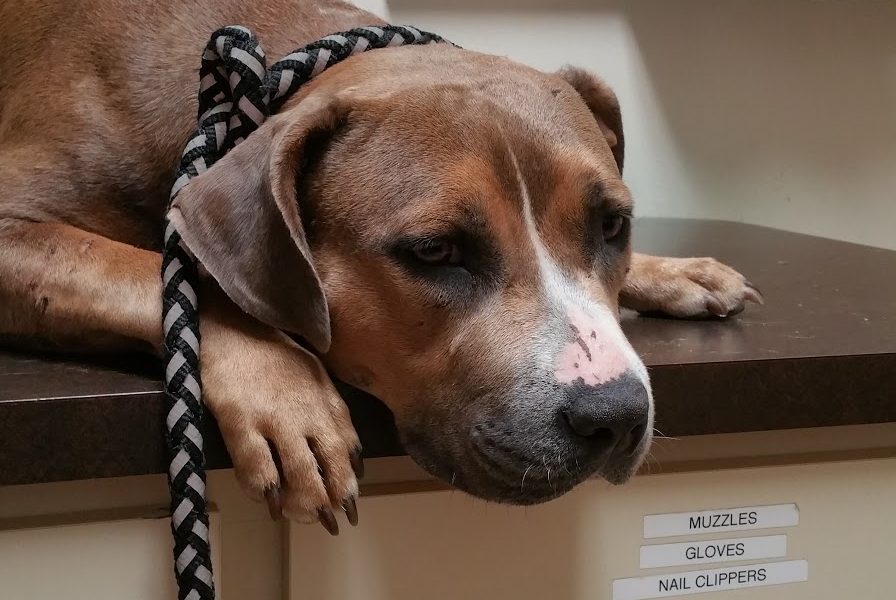 Crescent City Animal Health Center