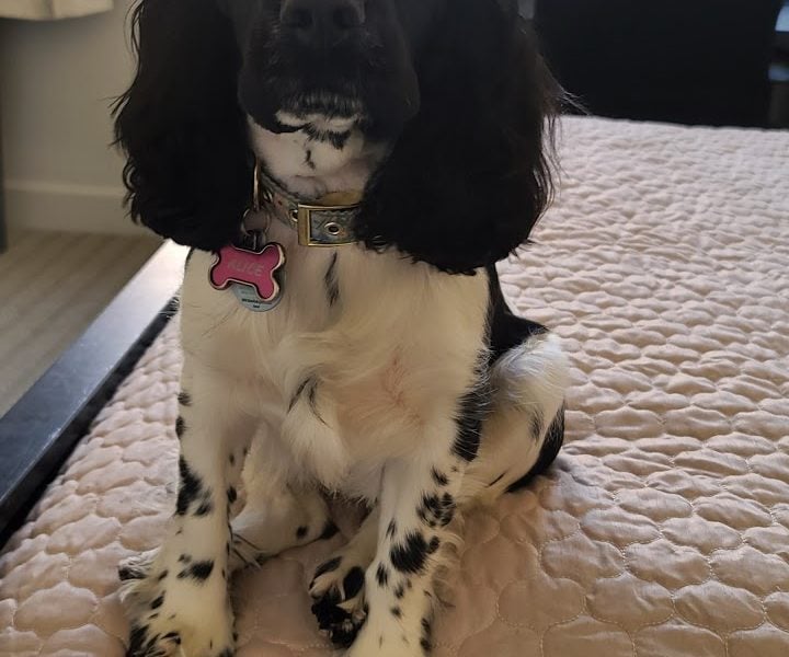 Dgorach Pet Grooming Inc