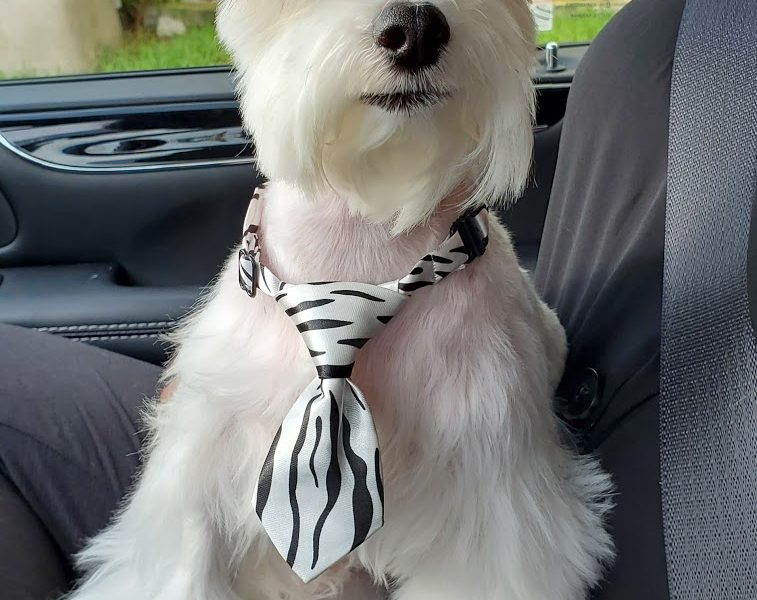 European Pet Grooming Salon