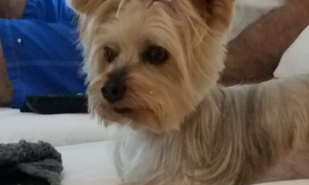 Flores Pet Grooming