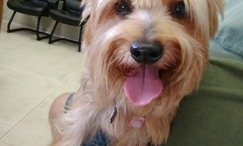 Forest City Veterinary Clinic