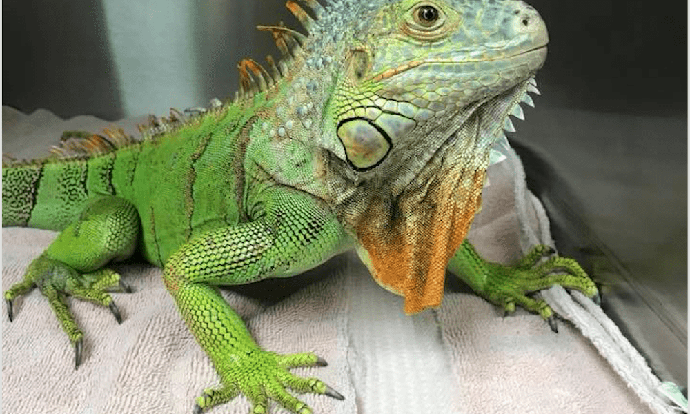 Granada Animal Hospital