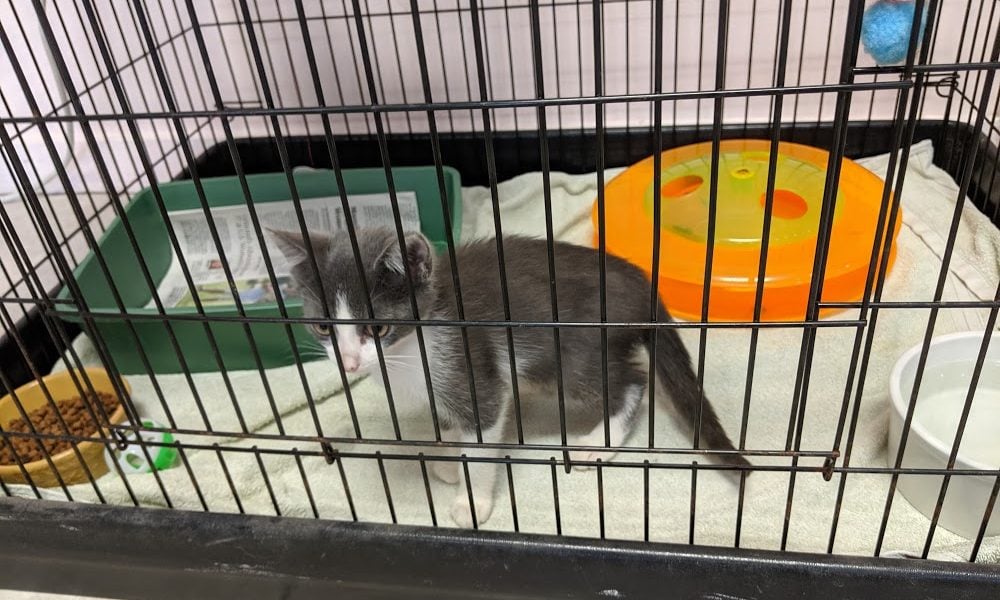 Halifax Veterinary Center
