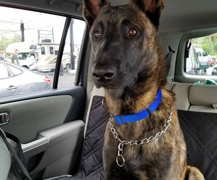 Heidis Legacy Dog Rescue
