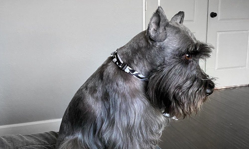 Iron Pet Grooming Salon