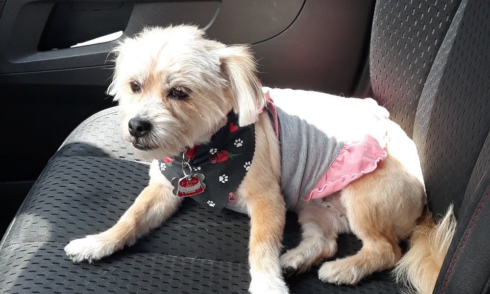 Keno’s Pet Grooming Salon