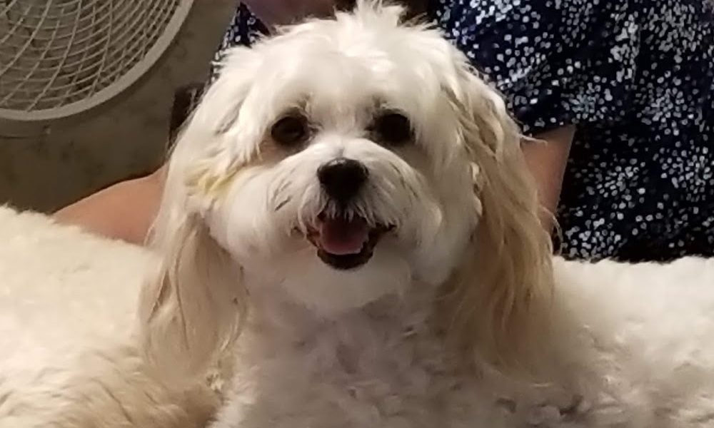 Lighthouse Pet Clinic