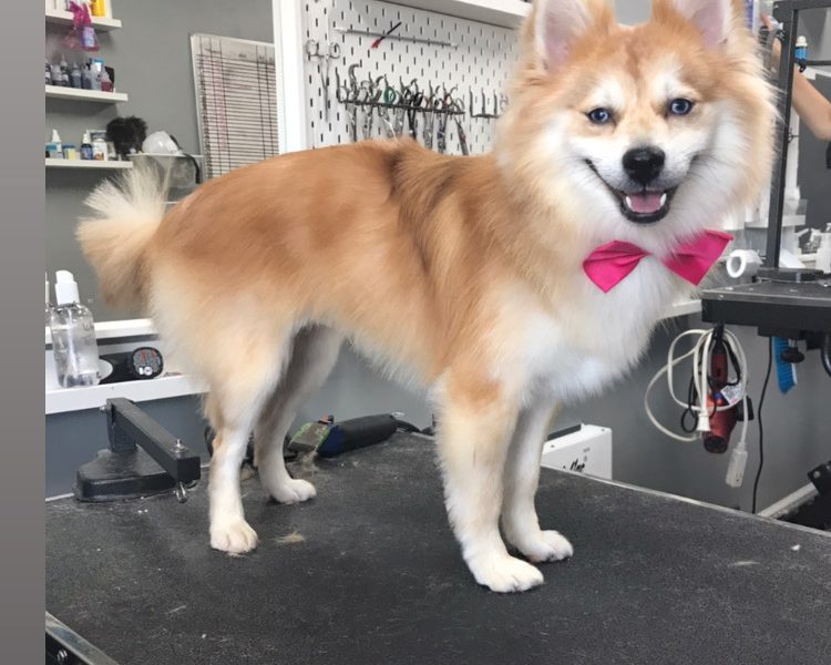 Loving Care Pet Grooming