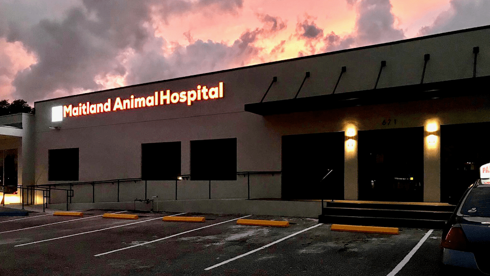 Maitland Animal Hospital
