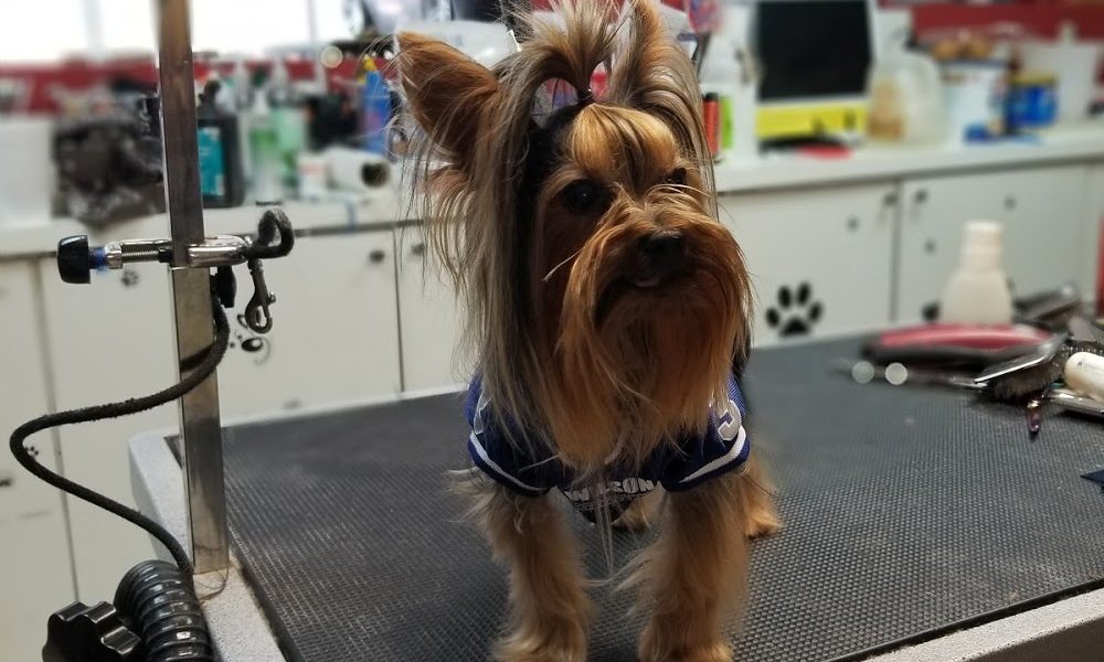 Maria’s Pet Grooming and Daycare