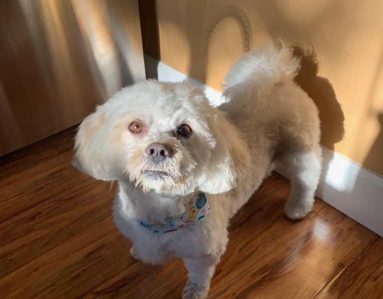 Miami’s Pet Grooming