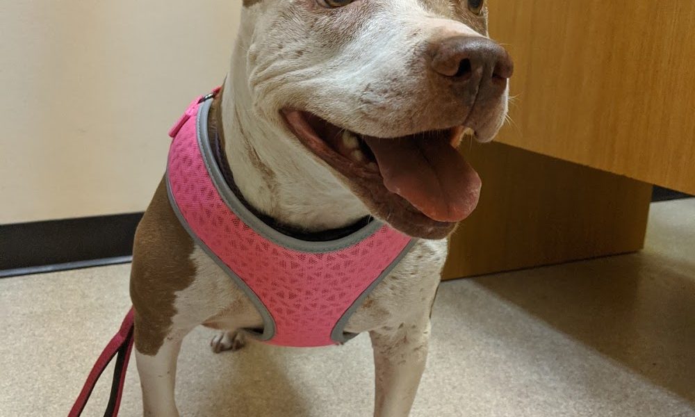 Murphy Veterinary Clinic Inc