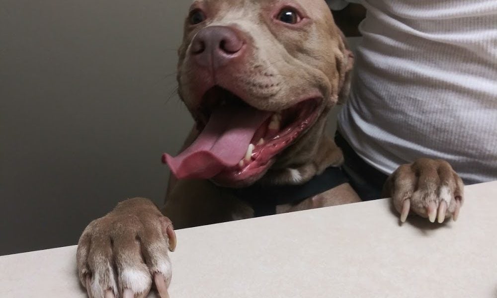 Oakwood Animal Hospital