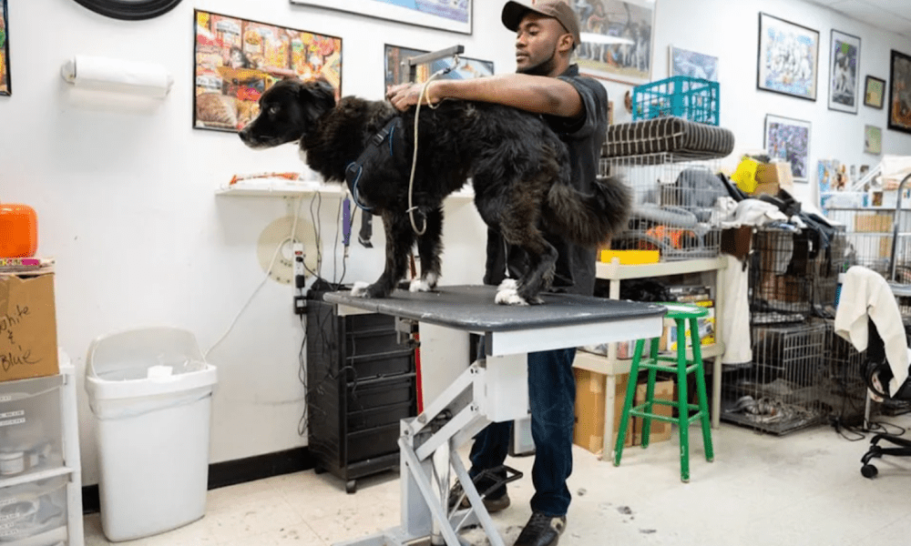 Pat’s Pedigree & Pet Grooming