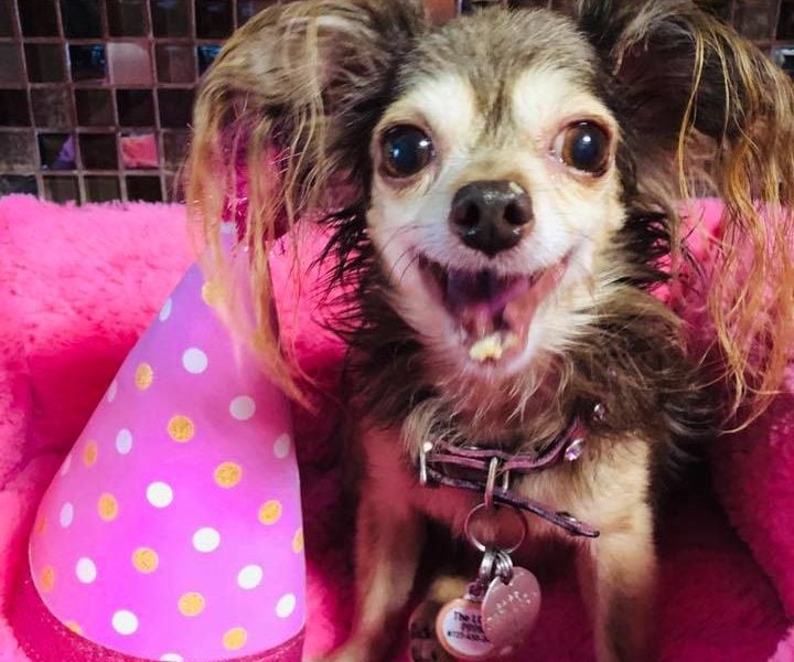 Pawlicious Poochie Pet Rescue, Inc