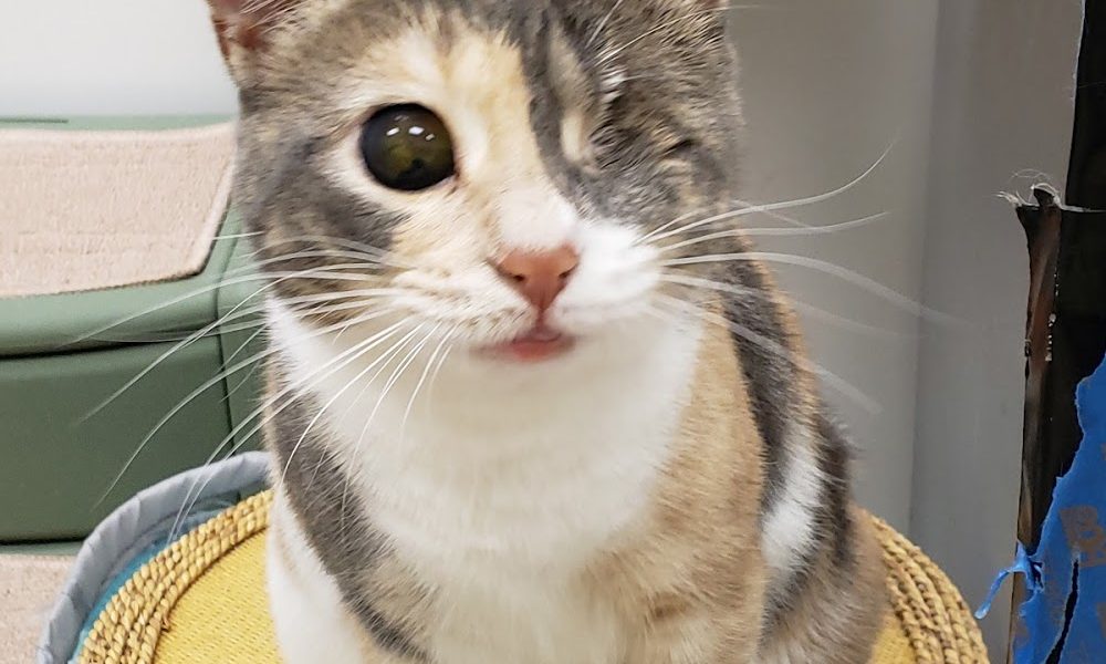 Paws & Claws Veterinary Clinic LLC