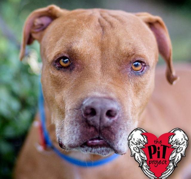 Pet Pal Animal Shelter