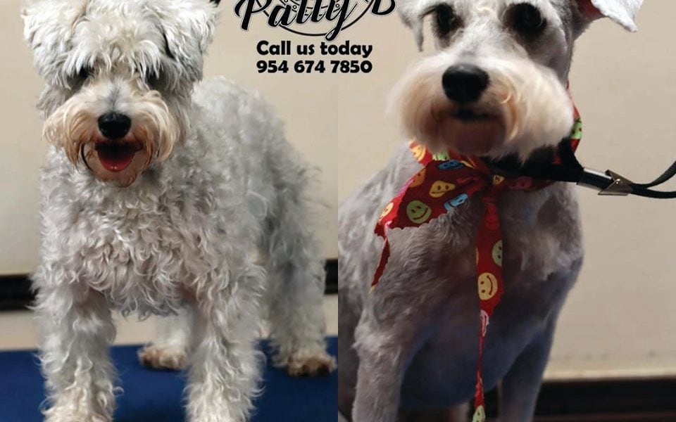 Pet Spa Grooming By Patty B
