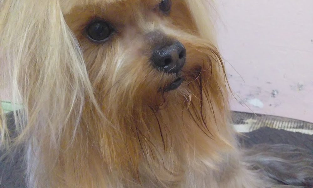 Poodle Beauty Salon / Pet Grooming