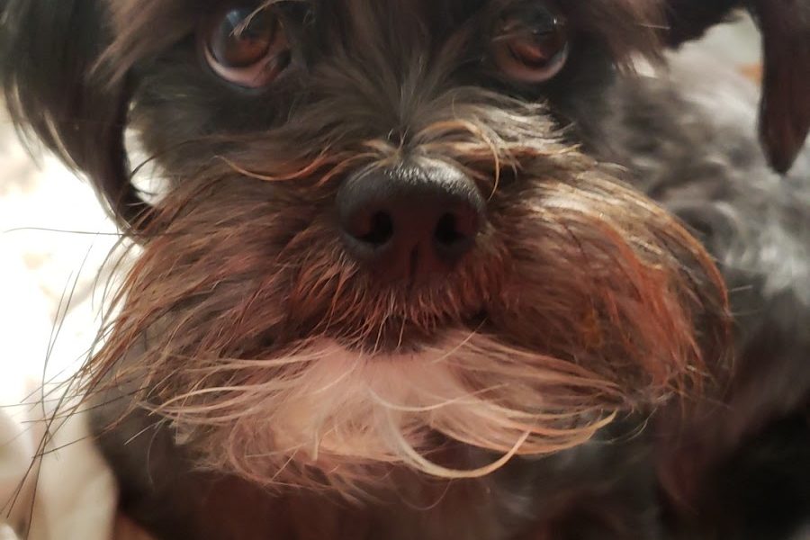 Raining Cats And Dogs Shelter