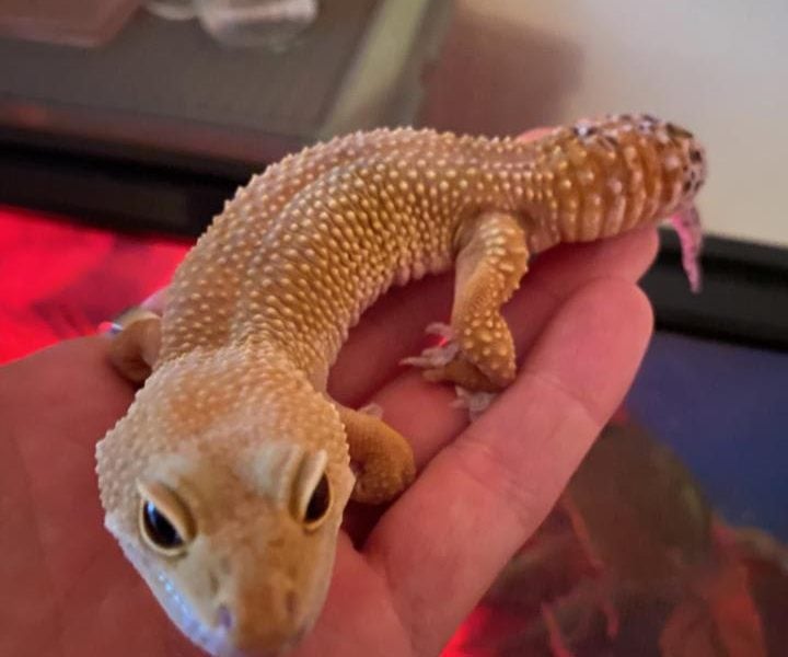 Santucci Small Animal And Reptile Rescue