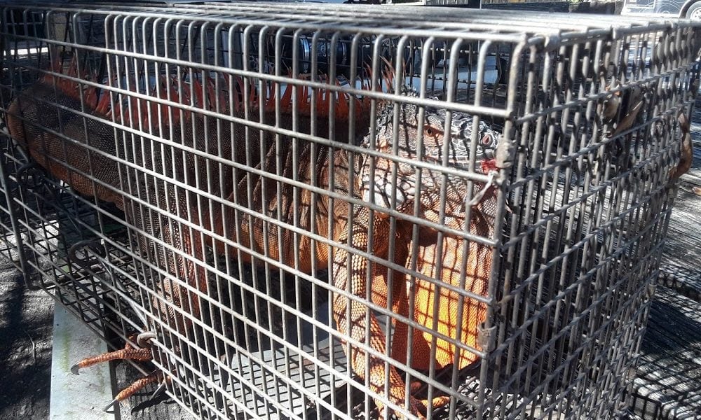 Wildlife Rescue & Rehab