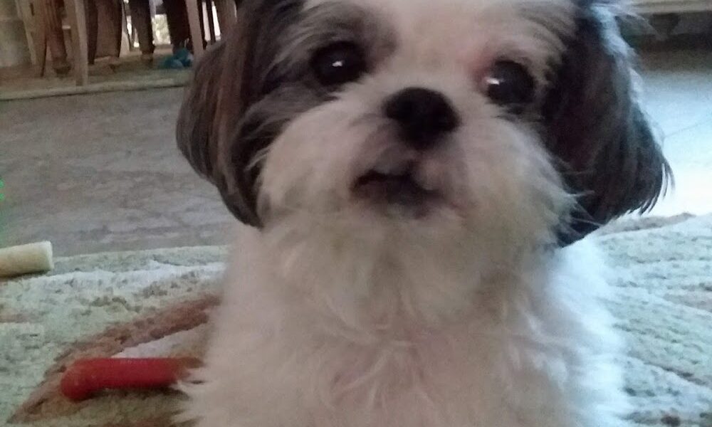 A Pooch’s Paradise Pet Groom