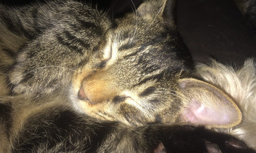 Brevard Spay/Neuter Clinic