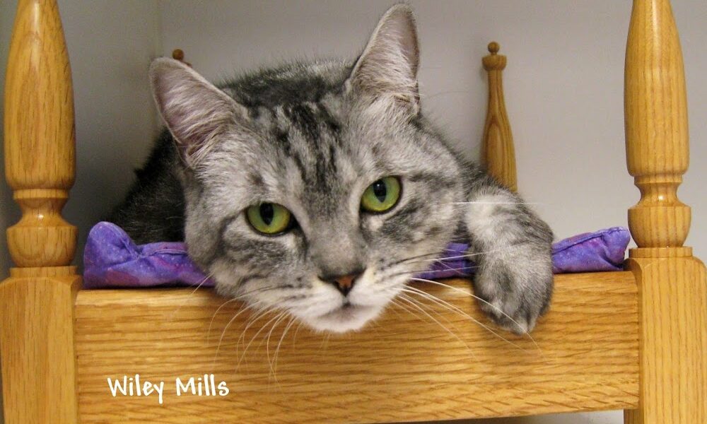 Cat Hospital of Vero Beach
