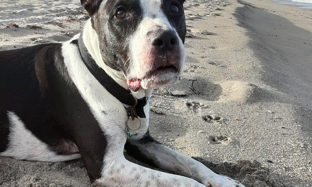 Coastal Animal Hospital