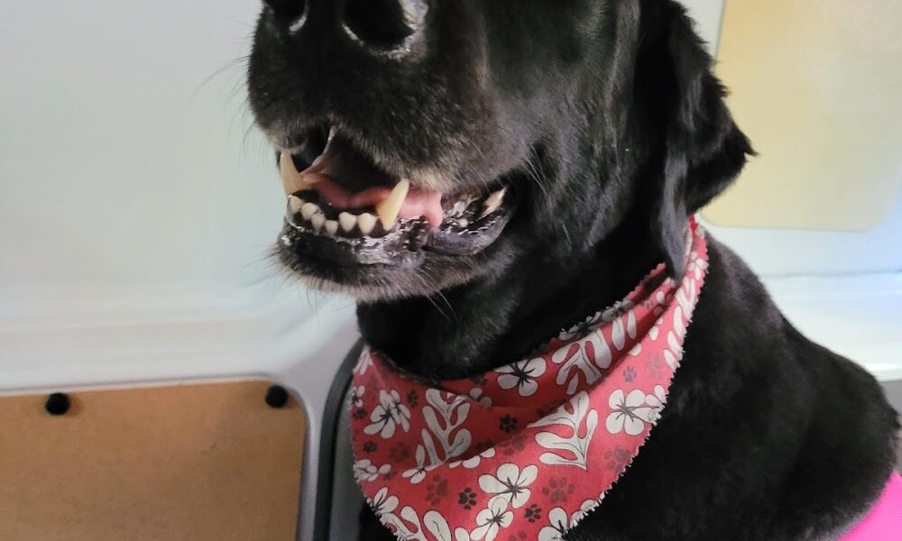 Dee’s Pet Salon
