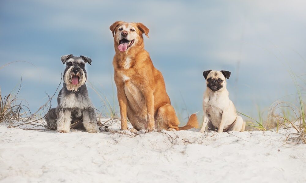 Destin Animal Clinic