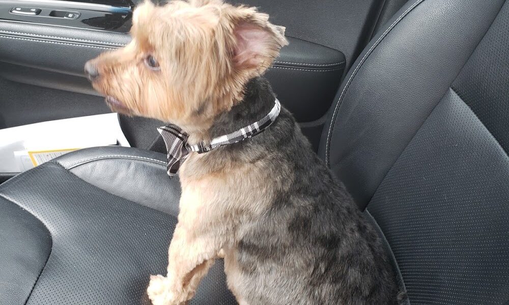 Dog Days Grooming
