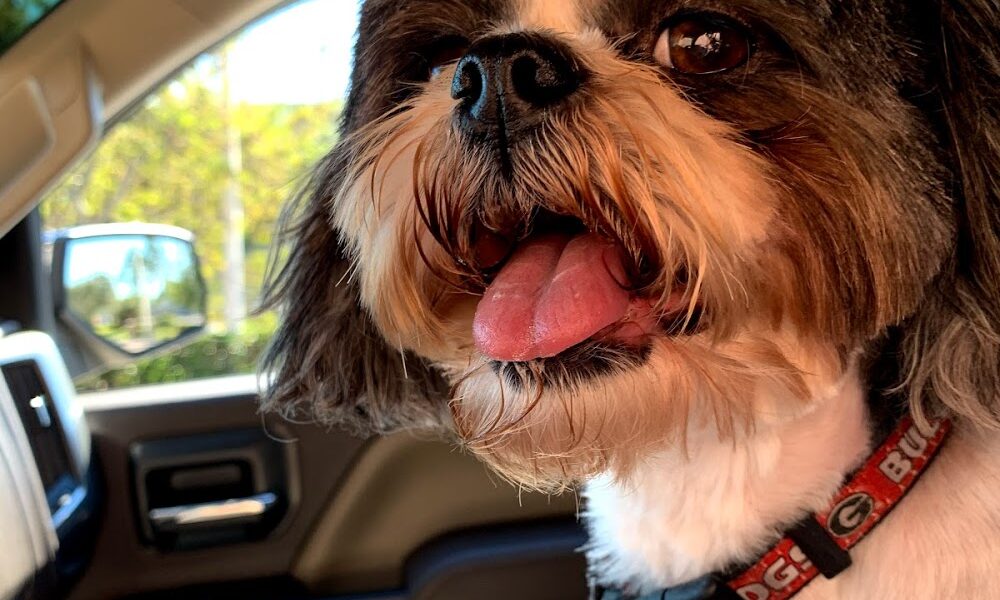 Dog In Sudz Grooming
