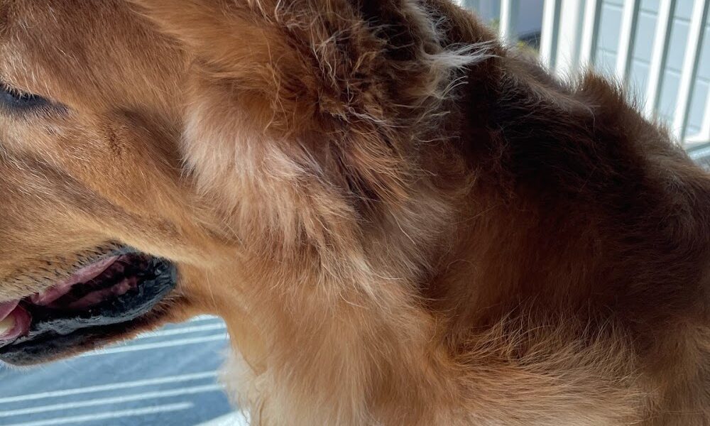 Gigi’s Pet Spa