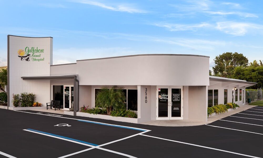 Gulfshore Animal Hospital