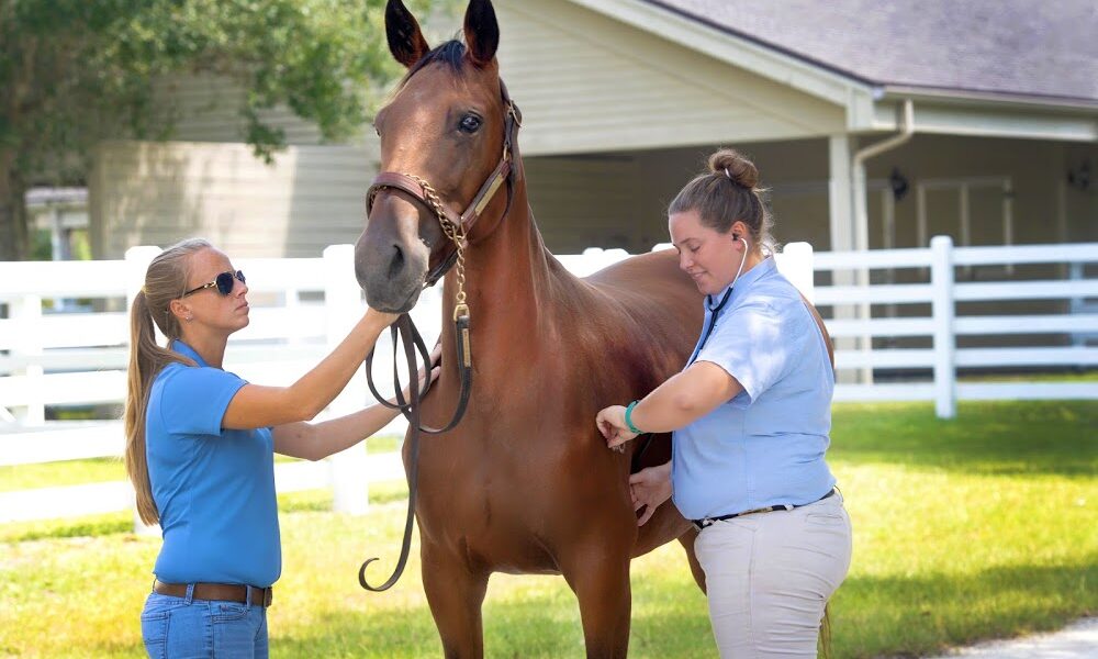 Harbour Ridge Equine