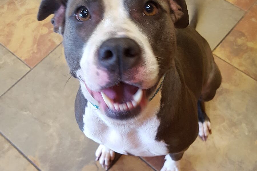 Healing Arts Veterinary Center