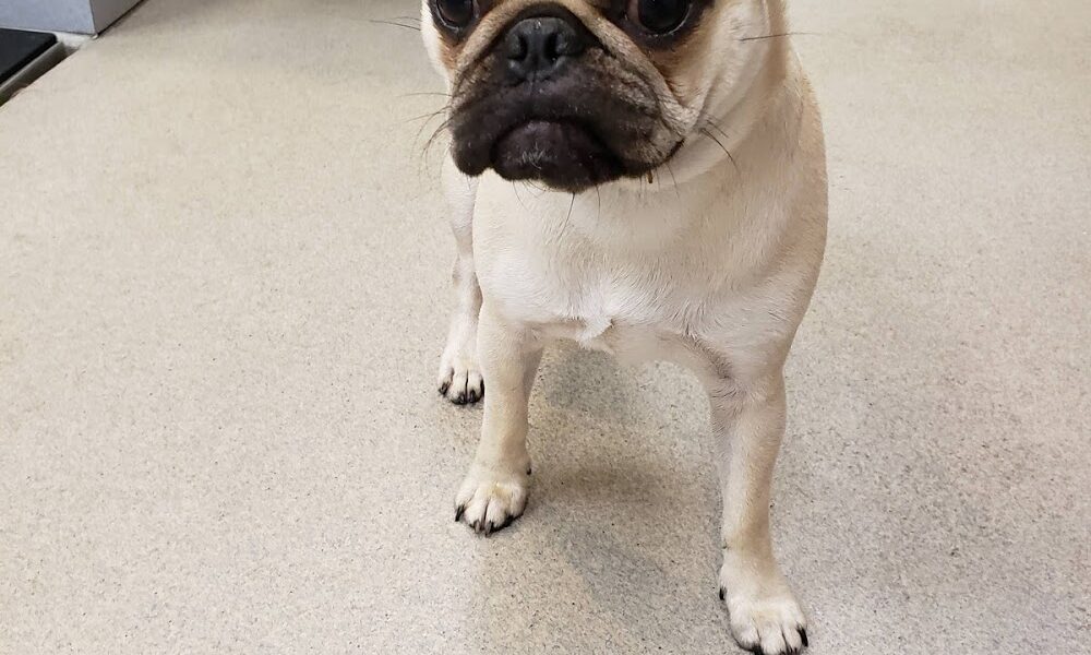 Highlands Animal Hospital