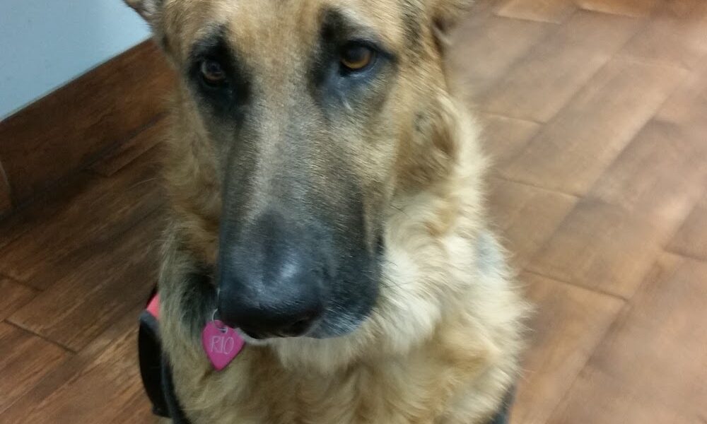 Island Animal Hospital in Merritt Island