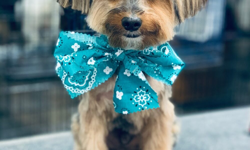 Karina’s Dog Grooming & Boarding